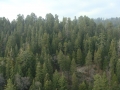 Sequoia NP